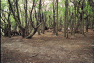 00-Fitz_Roy-Bosque_Poincenot