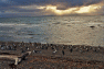18-Seno_Otway-Les_manchots_a_la_plage