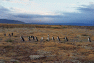 18-Seno_Otway-Retour_a_la_maison_des_manchots