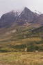 05-Torres_del_Paine-Guanaco